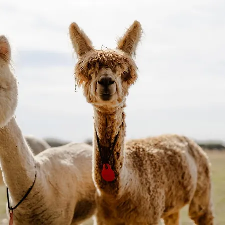 Alte Schule 3 Feriehus *
